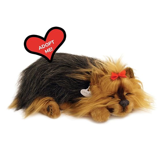 Perfect Petzzz Hrčući štene York