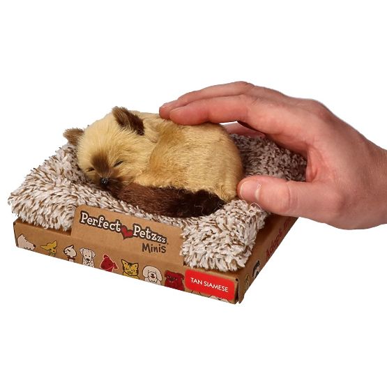 Perfect Petzzz Malo sijamsko mače