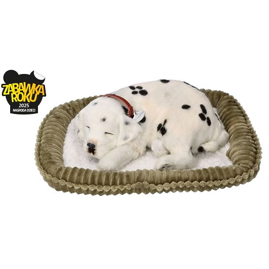 Perfect Petzzz Usvojite Dalmatinca koji diše