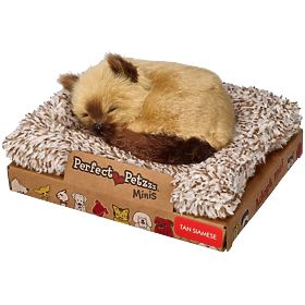 Perfect Petzzz Malo sijamsko mače